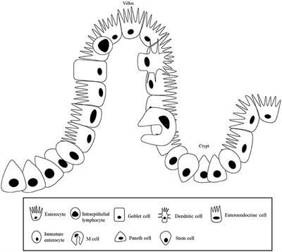 Intestinal Health of Pigs Upon Weaning: Challenges and Nutritional Intervention